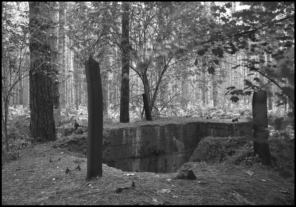 [Polygon Wood]