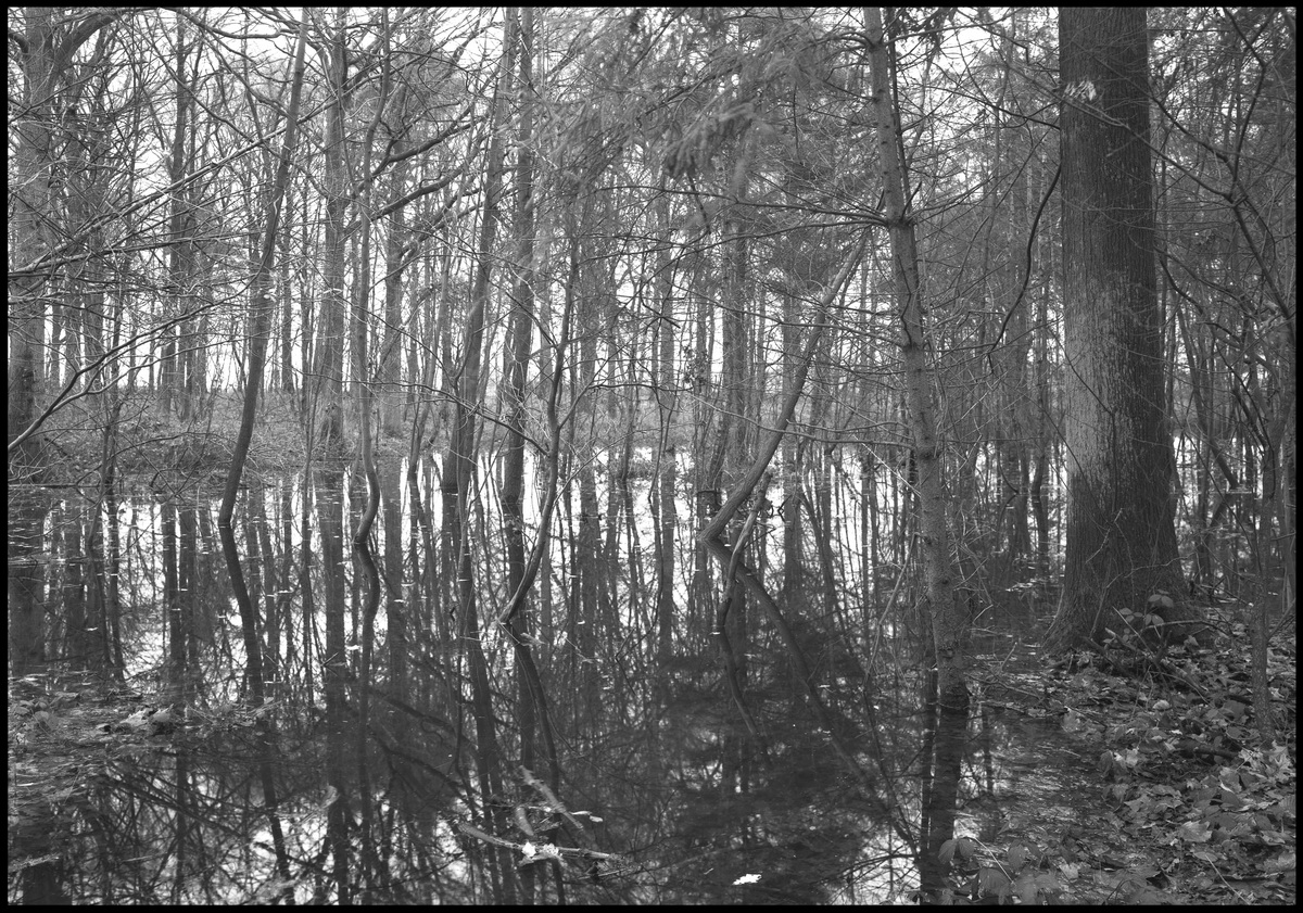 [Polygon Wood]