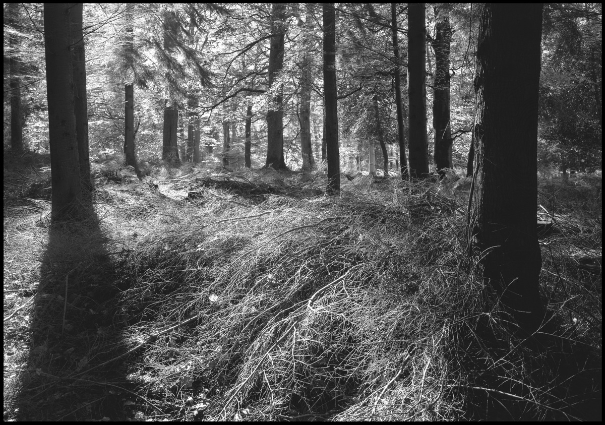 [New Forest]