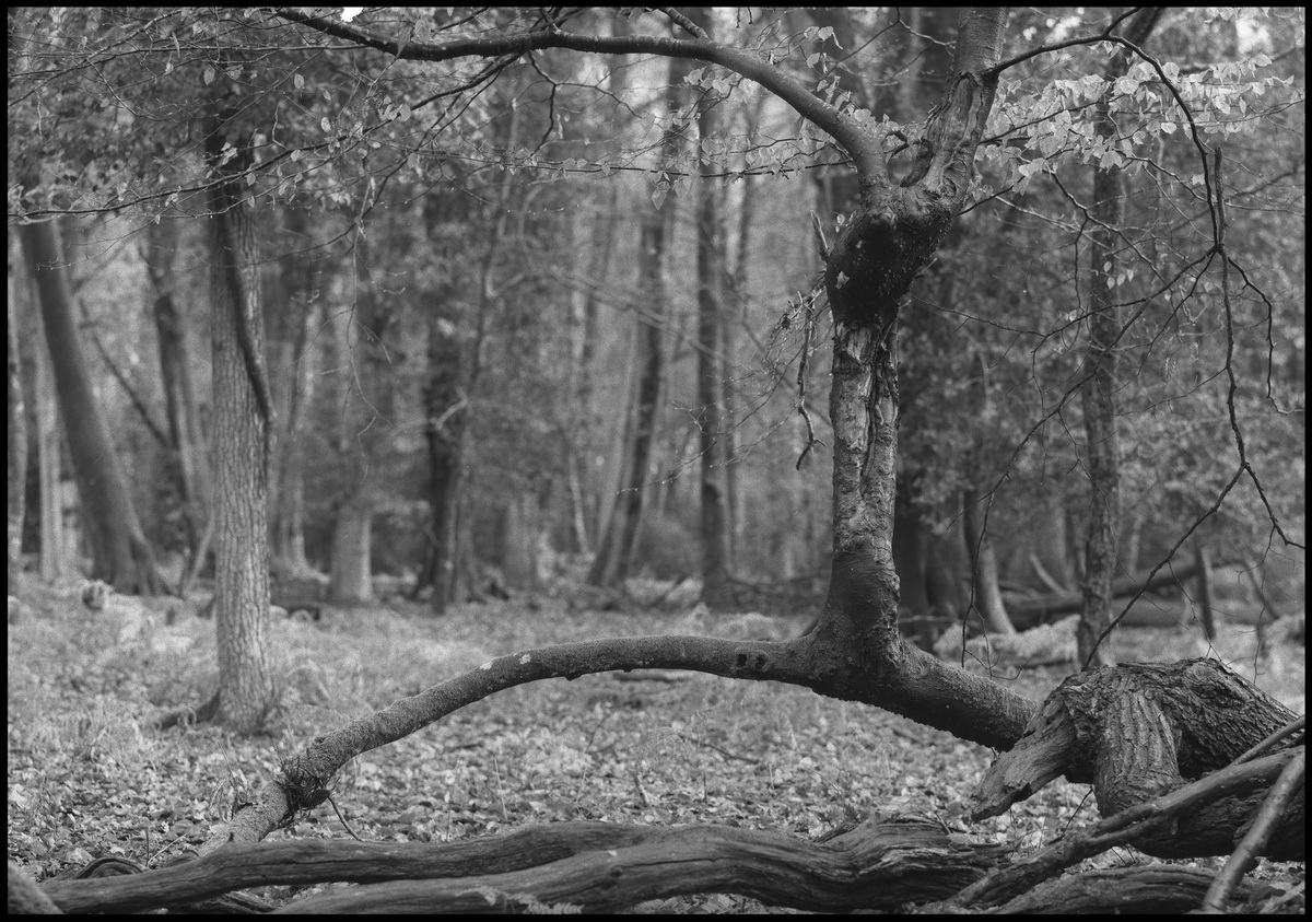 [New Forest]