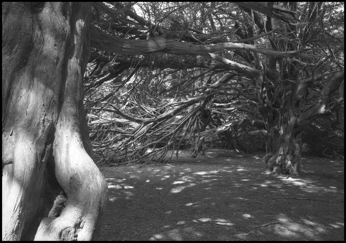 [Great Yews]